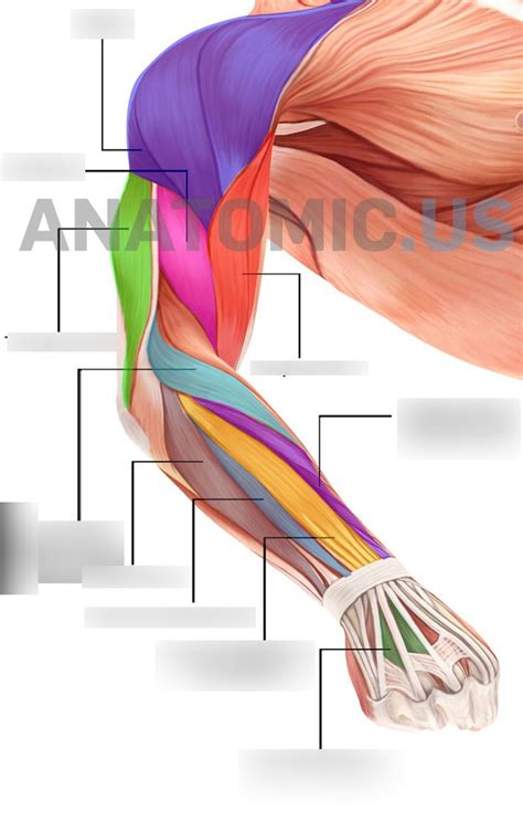 Arm Muscles Diagram Quizlet