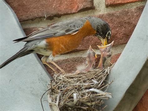 Baby American Robins: All You Need To Know (with Pictures) | Birdfact