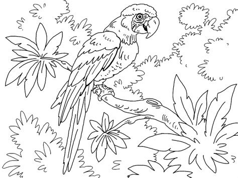 Macaw Coloring Page Coloring Pages 4 U