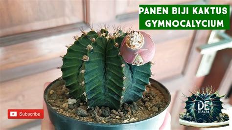 Panen Biji Kaktus Gymnocalycium Miha Starfire Youtube