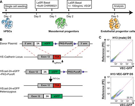 Generation And Validation Of Male And Female Hesc Ve Cadherin Knockin