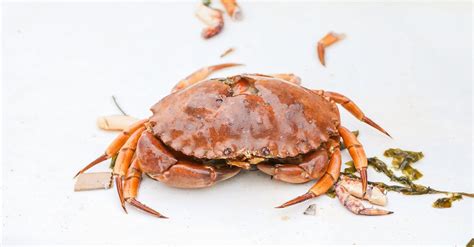 Orange Crab on White Table · Free Stock Photo