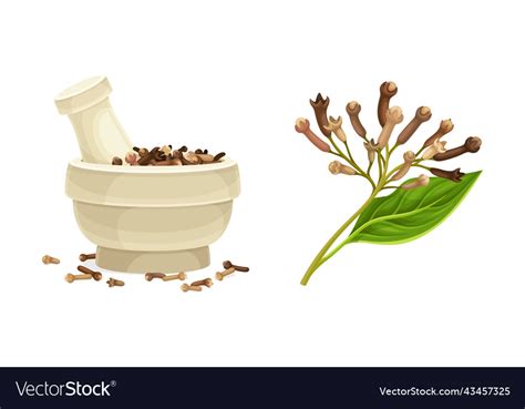 Pile Of Dried Clove Aromatic Spice In Mortar Vector Image