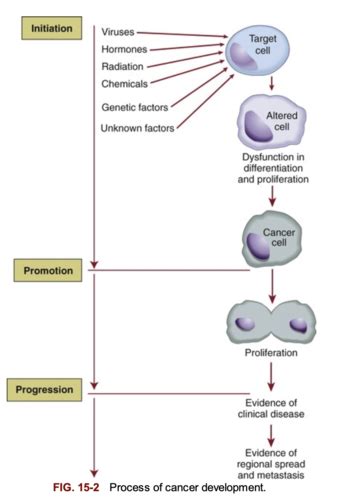 Exam 3 Cancer Part 1 Biology Classification Diagnosis Flashcards