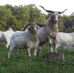 14 Kiko Goats ideas | kiko goats, goats, goat farming