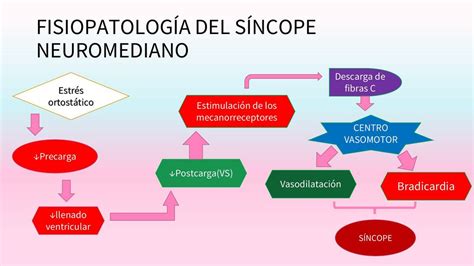 Fisiopatolog A Del S Ncope Neuromediano Maryuri Lisbeth Udocz