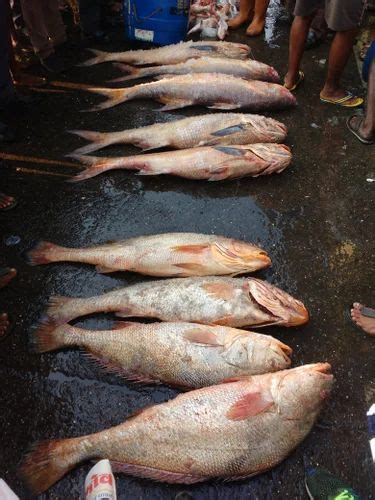 Ghol Fish Maasa Jew Fish At ₹ 6000kilogram Fresh Seafoods In