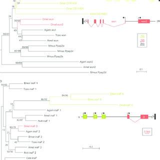 Phylogeny And Genetic Linkage Of Insect Opsin Genes A Insect Opsin