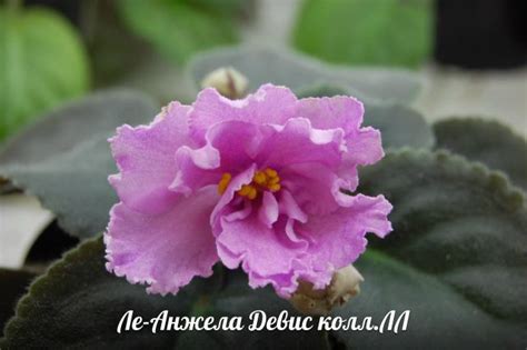 Фиалка Ле-Масленица