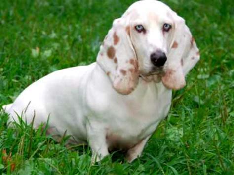 Basset Hound