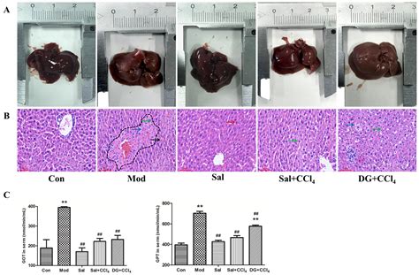 Ijms Free Full Text Protective Effects Of Salidroside Against