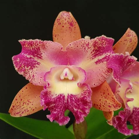 Blc Hawaiian Galaxy X Blc Waianae Leopard Adulta Orquidario Itaipava