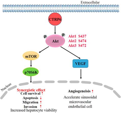 Frontiers Advances In The Functions Of CTRP6 In The Development And