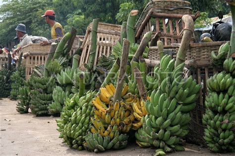 PISANG RAJA | ANTARA Foto