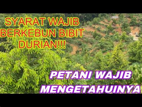 KEBUN BIBIT DURIAN TERBAIK PERAWATAN YANG WAJIB DI LAKUKAN JIKA INGIN