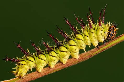 Larva of Butterfly, Lycaenidae Stock Image - Image of flower, bottom: 28656473