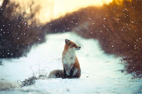 15 Magnifiques Photos De Renards Dans La Neige 2Tout2Rien Fox In