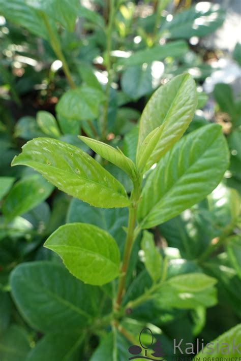 Prunus Laurocerasus Filigrow Sofia Laurowi Nia Wschodnia