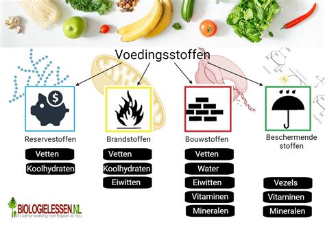 Voeding En Vertering Biologielessen Nl