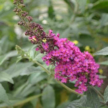 Buddleia Davidii Buzz Hot Raspberry Tobud1202 Butterfly Bush Garden Center Marketing