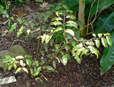 Amborellaceae Plants Wiki Fandom Powered By Wikia