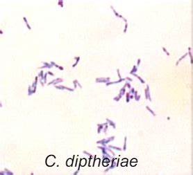 BACTERIAL GROWTH METABOLISM AND GENETICS Flashcards Quizlet