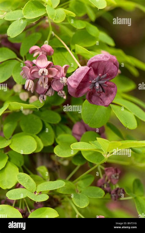 Chocolate Vine Five Leaf Akebia Akebia Quinata Flowering Stock