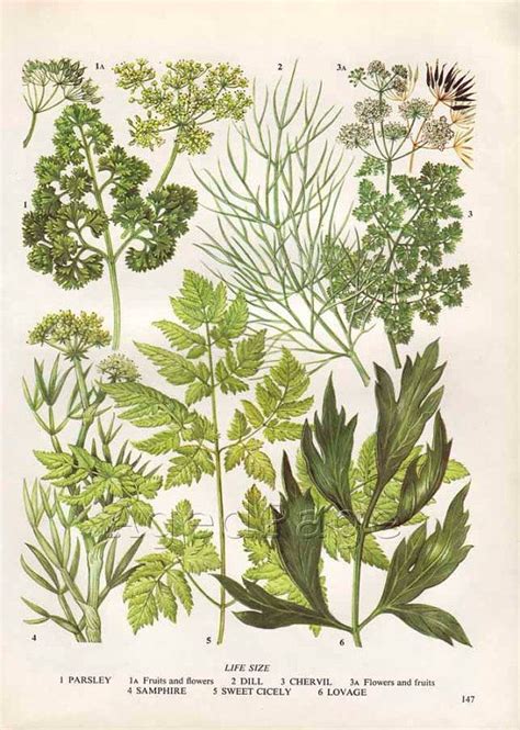 Vintage Herb Botanical Print Food Plant Chart Art By Agedpage