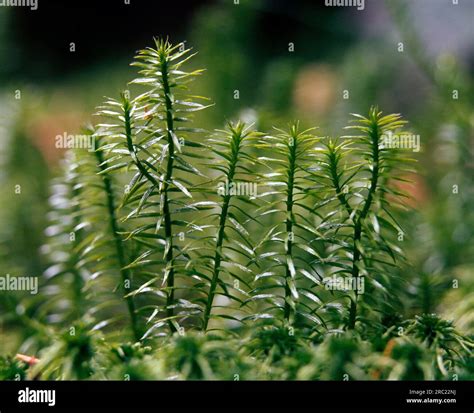 Pine Club Moss Hi Res Stock Photography And Images Alamy