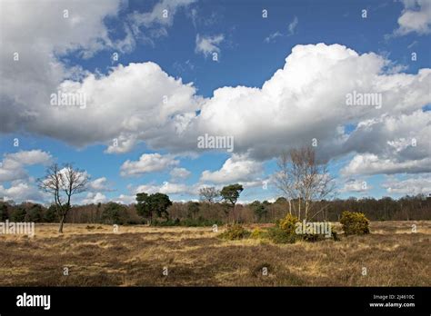 Skipwith Common North Yorkshire England Uk Stock Photo Alamy