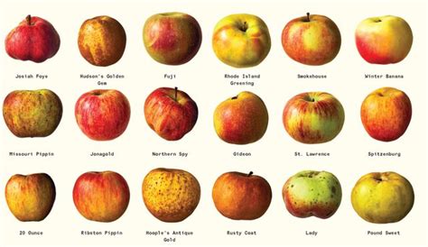 The Ultimate Apple Guide To 85 Varieties From Heirlooms To Hybrids