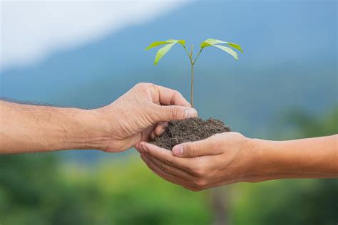 Qual a importância da restauração ecológica Nós cuidamos da sua Floresta