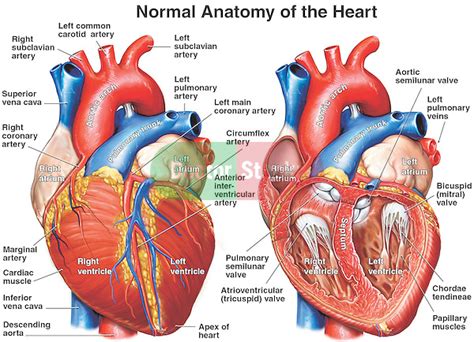 Anatomy Of The Heart Doctor Stock