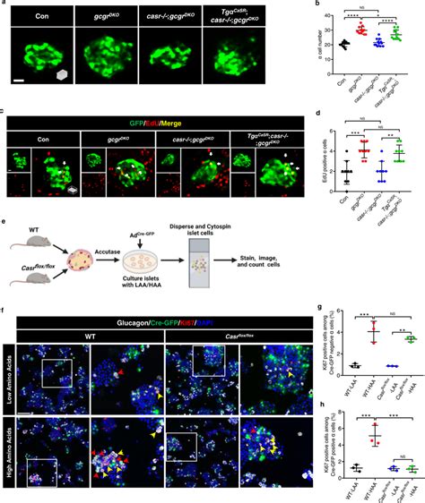 Hyperaminoacidemia induced α cell proliferation requires CaSR