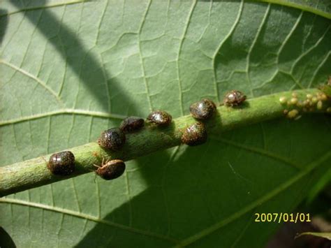 Kudzu Bug Nc State Extension Publications