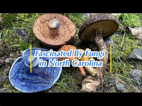 Fascinated By Fungi On North Carolina Foraging Nature Walk Youtube