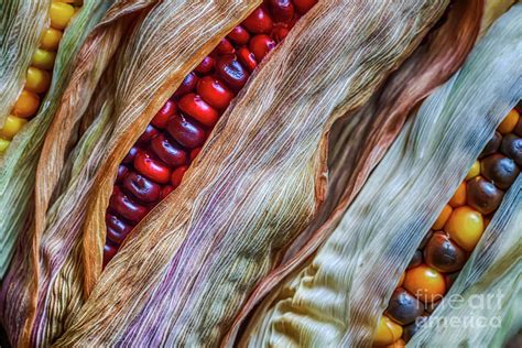 Colorful corn Photograph by Veikko Suikkanen | Fine Art America