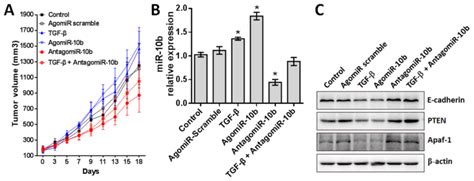 Microrna 10b Mediates Tgf β1 Regulated Glioblastoma Proliferation