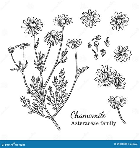 Ink Chamomile Hand Drawn Sketch Stock Vector Illustration Of Aromatic