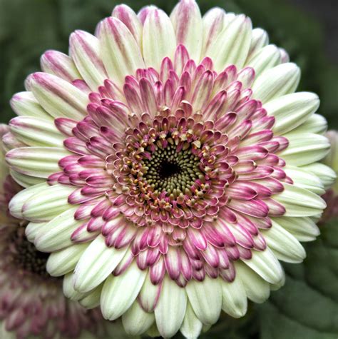 SquaredCircleGerbera Gerberas Are Such Exuburant Flowers Liz West