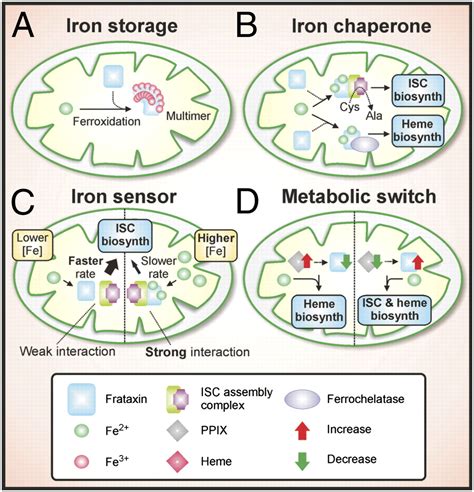 Mitochondrial Iron Trafficking And The Integration Of Iron Metabolism