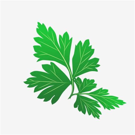 Wormwood Leaf Vector Art PNG Vector Wormwood Leaf Wormwood Png Free