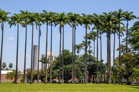 Vista aérea do parque Burle Marx Parque da Cidade em São José dos