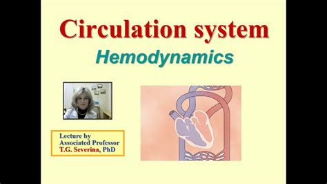 Lecture 14 Hemodynamics YouTube