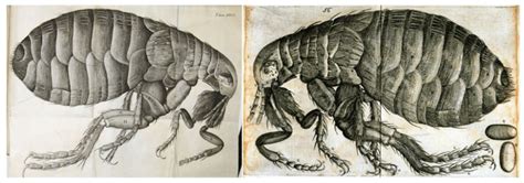 Robert Hooke, Flea from Micrographia, 1665, copperplate print (left).... | Download Scientific ...