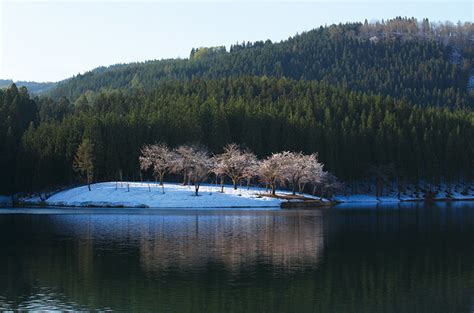 【津南町】中子の桜は最高の条件がそろっている今注目のフォトスポットです！