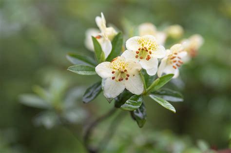 Willow Leaved Rhododendron Rhododendron Lepidotum Morten Ross