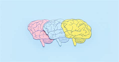 What Part of the Brain Controls Emotions and Feelings - NeuroQ