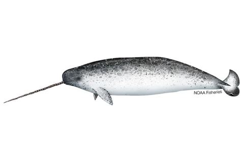 Narwhal Noaa Fisheries