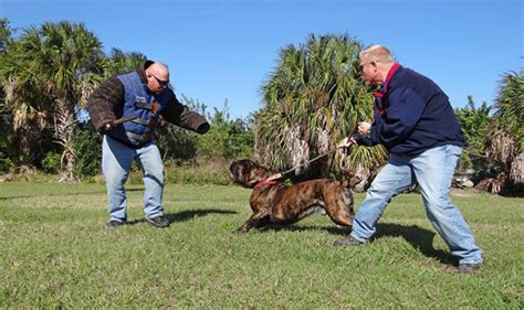 Protection Training – All American Dog Training Academy